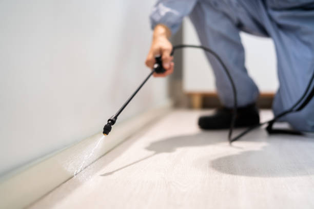 Professional exterminator conducting IPM assessment in Weimar