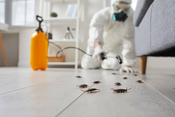 Commercial Rodent Management in Weimar